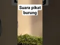 Download Lagu suara pikat semua jenis burung