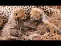 Cat naps and acrobatics - SafariLIVE Sunrise