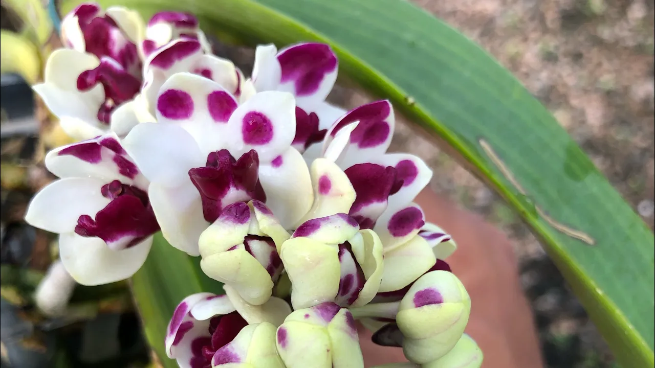 SITIO KADOGUCHI (SUBSTRATO PARA ORQUIDEAS)