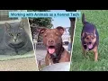 Working with Animals as a Kennel Tech