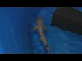 A look at Odysea s secret aquarium in Scottsdale