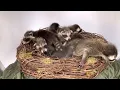 Watch Raccoons Grow Up!