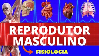 FISIOLOGIA DO SISTEMA REPRODUTOR MASCULINO (FISIOLOGIA DE GUYTON) - REPRODUTOR MASCULINO FISIOLOGIA