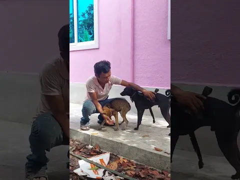 Dogs in the village are being bred.