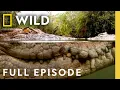 Download Lagu Die Hard (Full Episode) | World's Deadliest Compilation | Nat Geo Animals