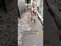 Download Lagu Choo Mantar 🤭😜 Subscribe @bestofussix #ytshort #shorts #cat #dog #bestofussix #viral #funny #laugh