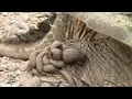 Snapping Turtle with Leeches