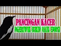 Lagu Pancingan SUARA kacer NGERIWIK agar cepat NGEPLONG DAN BUKA EKOR coba aja kalau gak PERCAYA