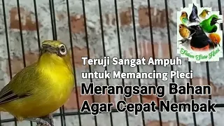 Download Merangsang Pleci Agar Nembak Ngotot Ga Pake lama!!! MP3