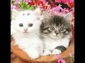 Download Lagu kucing mungil menyanyikan lagu bojo loro #shorts