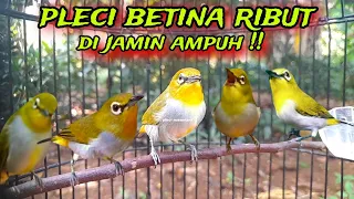 suara pleci betina ribut untuk memancing emosi pleci jantan