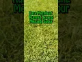Cara Agar Rumput Jepang Menjadi Subur 🌿 #shorts #rumput #rumputjepang #rumputhias #taman #lawn #sod