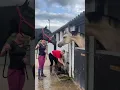 ANGRY HORSE! GELDING V STALLION 😡