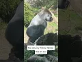 The Gorilla eat his own poop