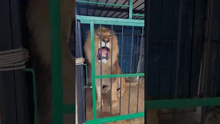 الاسد المسكين والولد الشرير 