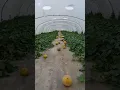 Download Lagu Panenan perdana..#farming melon#agriculture