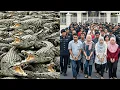 Download Lagu Johor Bahru Ngeri: Bela Buaya Dengan Daging Manusia, Kejahatan Terbongkar