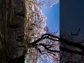 Download Lagu Kohigan-sakura               Hanami Season🌸
