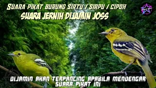 suara pikat burung sirtu sirpu cipoh dijamin joss bintang pikat