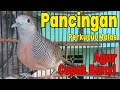 Download Lagu Pancingan Perkutut Lokal Gacor Suara Dalam dan Panjang