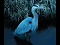 Lagu Sandhill Crane versus Great Blue Heron: The winner of the wetland is…