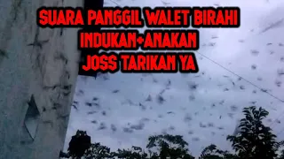 sp walet birahi indukan anakan tarikan nya joss