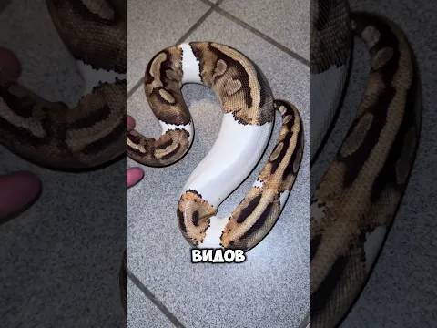 Ох уж эти ужасные змеи 😄