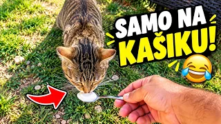  Mačka hoće samo da jede na kašiku! 😂