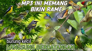 Download suara pikat burung kecil liar bersautan! bisa bikin ratusan burung terjebak MP3