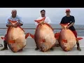 Download Lagu Three Rare Opah Fish Caught In One Day By Lucky California Anglers
