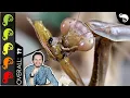 Download Lagu Praying Mantis, The Best Pet Insect?