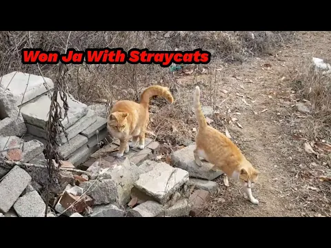 Download MP3 @원자와길냥이들 WonJa With Straycats: 오랜세월 녀석들과 함께하다보니 고양이가 아니고 돌봐야 할 아이들 같은 느낌이지요~!집사님들은 제맘 아실듯요~😍💕😙!
