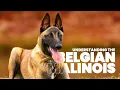 The Ultimate Guide to Belgian Malinois Training Care