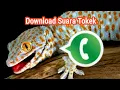 Download Lagu Nada Dering WA Suara Tokek
