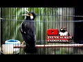Download Lagu PANCINGAN JALAK SUREN biKIN JALAK SUREN GACOR BONGKAR ISIAN MEWAH