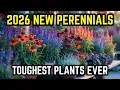 7 Toughest New Perennials for 2026 Low Maintenance Plants That Thrive on Neglect