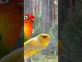 Download Lagu MASTERAN KENARI VS LOVEBIRD JERNIH #masteranburung #lovebird #kenari #muraibatu