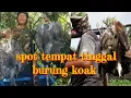 Download Lagu SPOT TEMPAT TINGGAL BURUNG KOAK