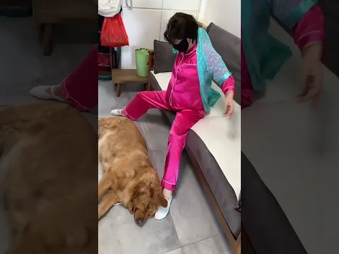 起来玩呀，别睡了 #夫妻日常 #funny #美女搞笑  #goldenretriever 1