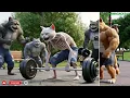 🐱🌟Muscle Magic: Skinny Cat Lifts Huge Barbell Effortlessly🐱🌟