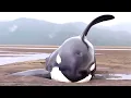 6 Orca Rescues That ll Warm Your Heart