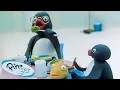 Download Lagu Pingu's Family 🐧 | Pingu - Official Channel | Cartoons For Kids