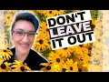 Why EVERY Garden Needs Black Eyed Susans and HOW to Grow Them From Seed