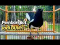 Download Lagu KACER NGEPLONG EMOSI PANCINGAN BIKIN BUNYI