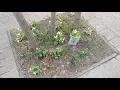 Code Enforcement PSA - Litter Tree Pits Downtown Commercial Districts
