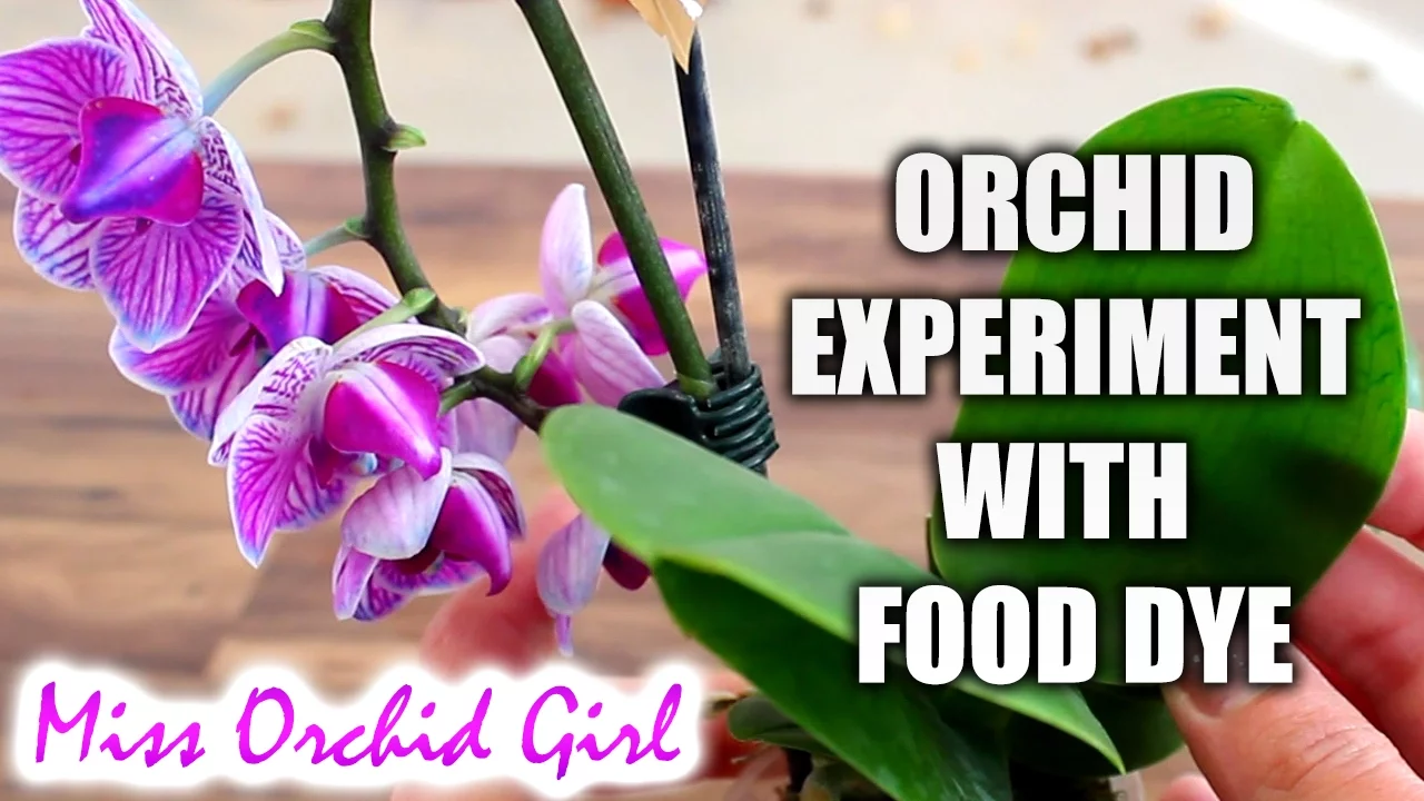 ORCHID EXPERIMENT IS SAP REUSED FROM FLOWER SPIKES?