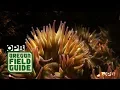 Tidepooling On The Oregon Coast With Jane Lubchenco Oregon Field Guide