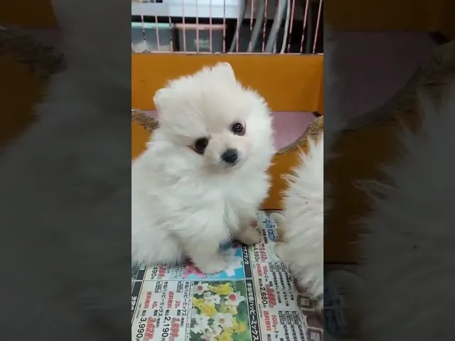 動画