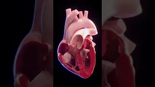 ضخ الدم من القلب لاحظ صمامات القلب سبحان الله العظيم  ضخ الدم من القلب لاحظ صمامات القلب سبحان الله العظيم