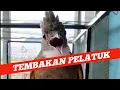 Download Lagu CUCAK JENGGOT GACOR NEMBAK ISIAN PELATUK